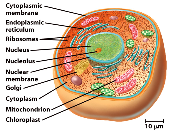 Eukaryotic Cell Diagram