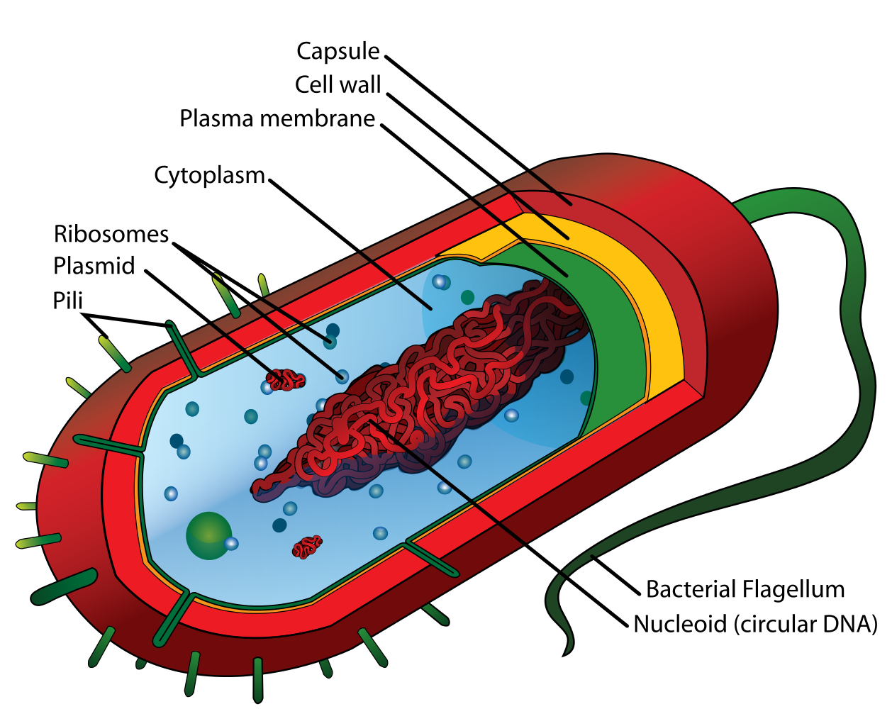 Prokaryotic Cells Diagram