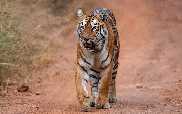 wildlife conservation in India