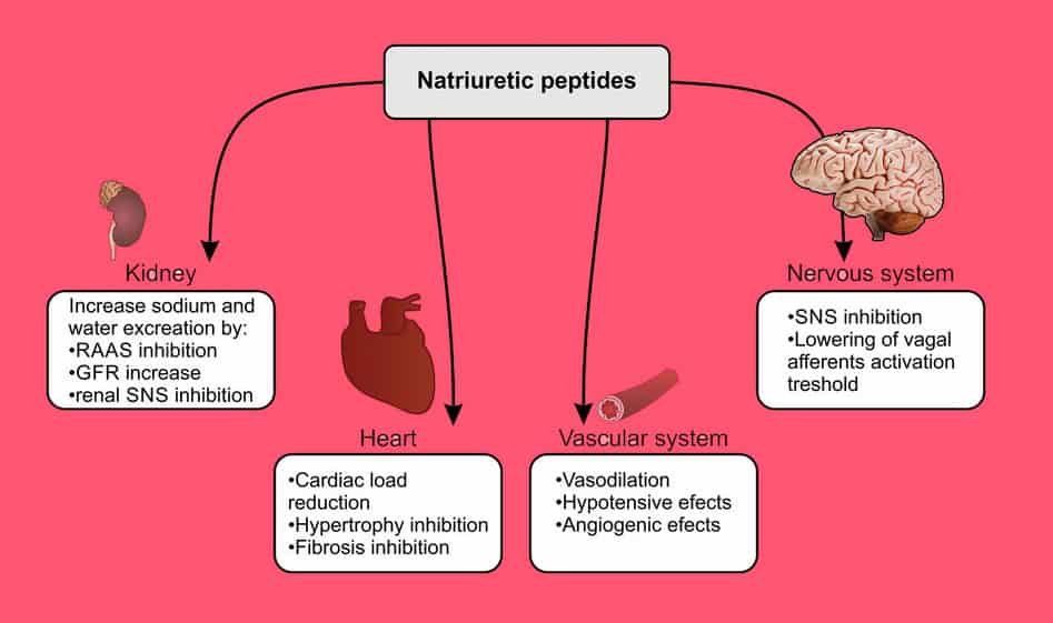 What Is A B Natriuretic Peptide Test